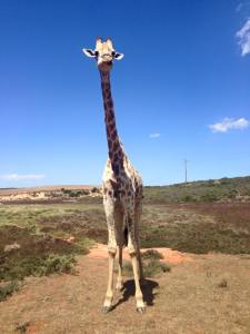 10606254_891822124181657_8629722815057231905_n